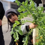 11.26大根収穫 (1).JPG